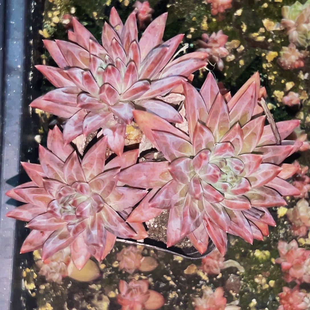 桔云多肉美人精品系列