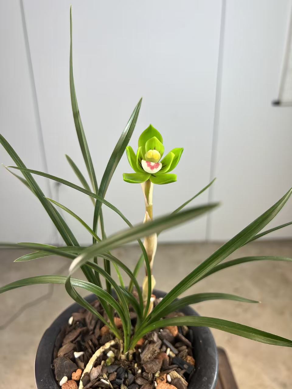 春兰老种【绿云】花开浓香好养易活兰花直播兰花批发直播