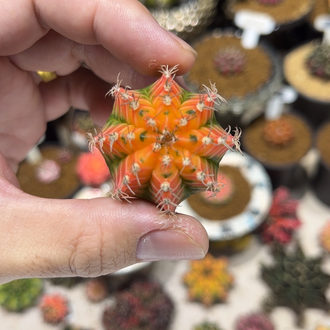 泰系实生根小精品