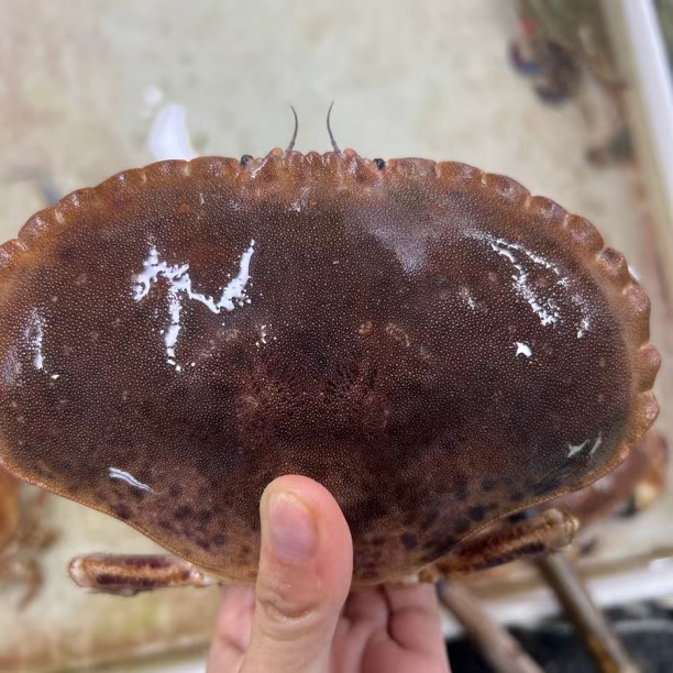 【活鲜】面包蟹2只起拍，鲜活发货.现场称重保鲜不保活