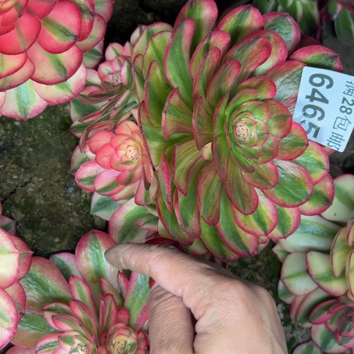 6465南万百多肉植物
