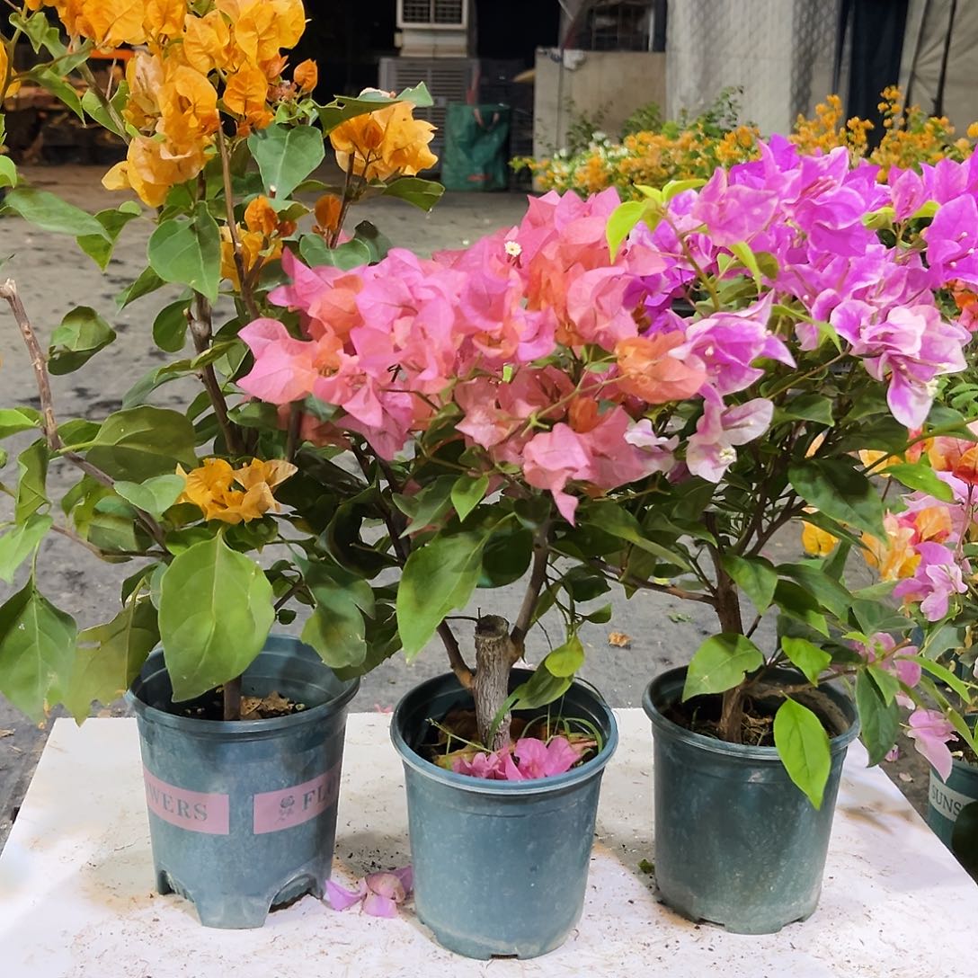 大部分花苞少量开放加州黄，波妹，章红英