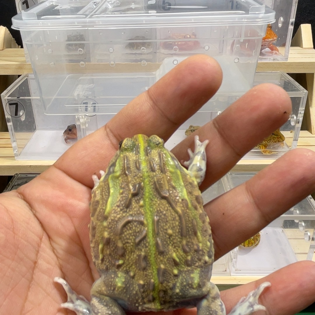 蜜***Æ角蛙非牛到货拍摄开箱视频包邮包活