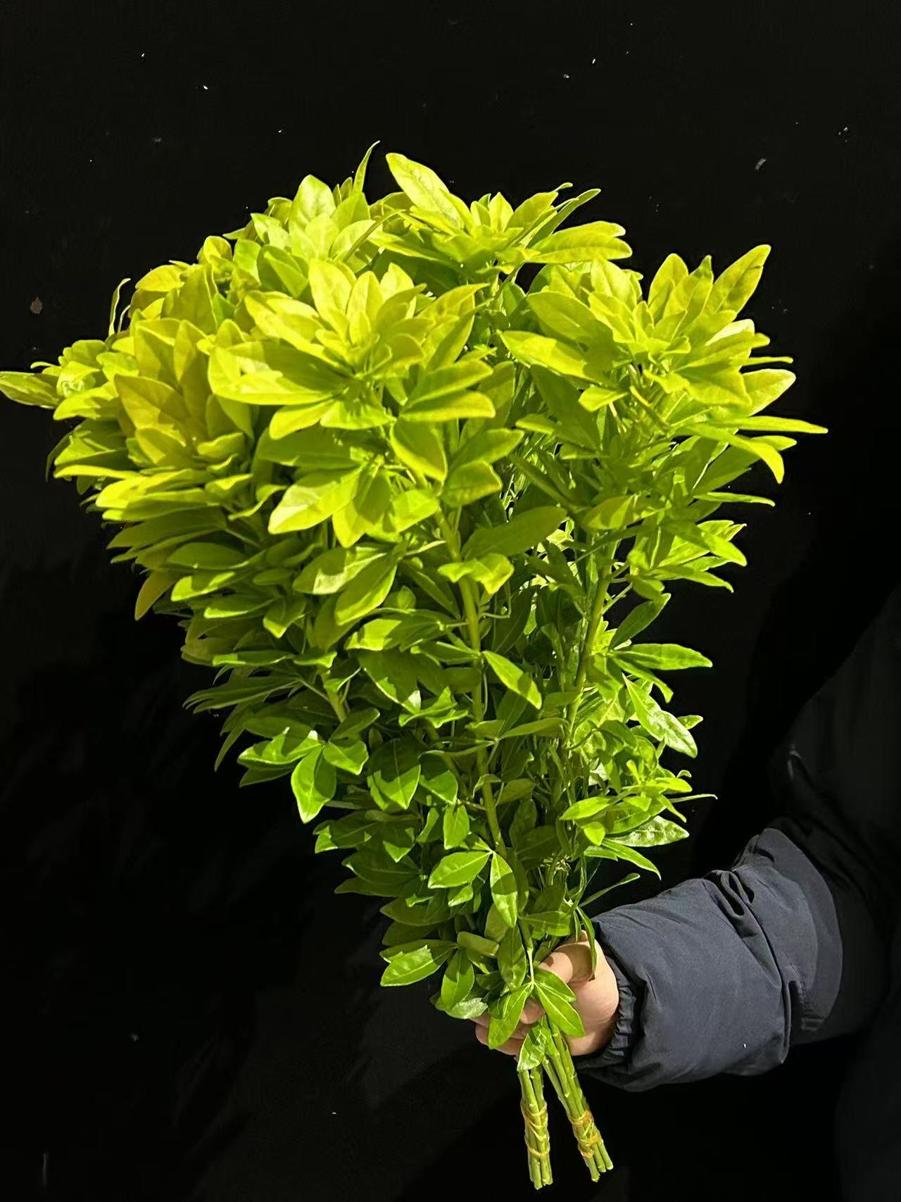 【墨西哥桔叶】进口墨西哥桔叶鲜切花5支搭配花束  花期超长