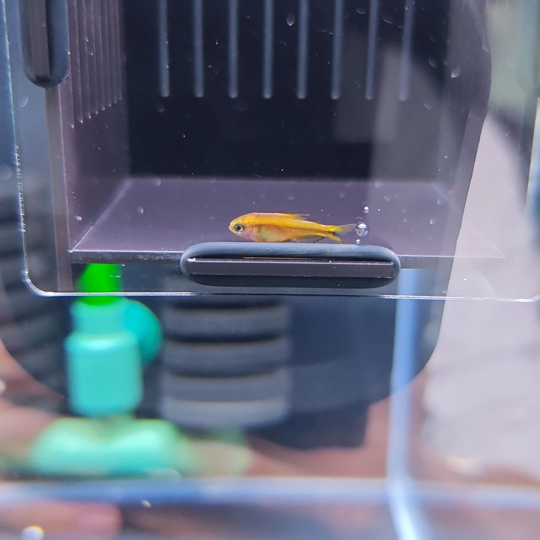 灯科鱼“人工”精选超级黄魔鬼