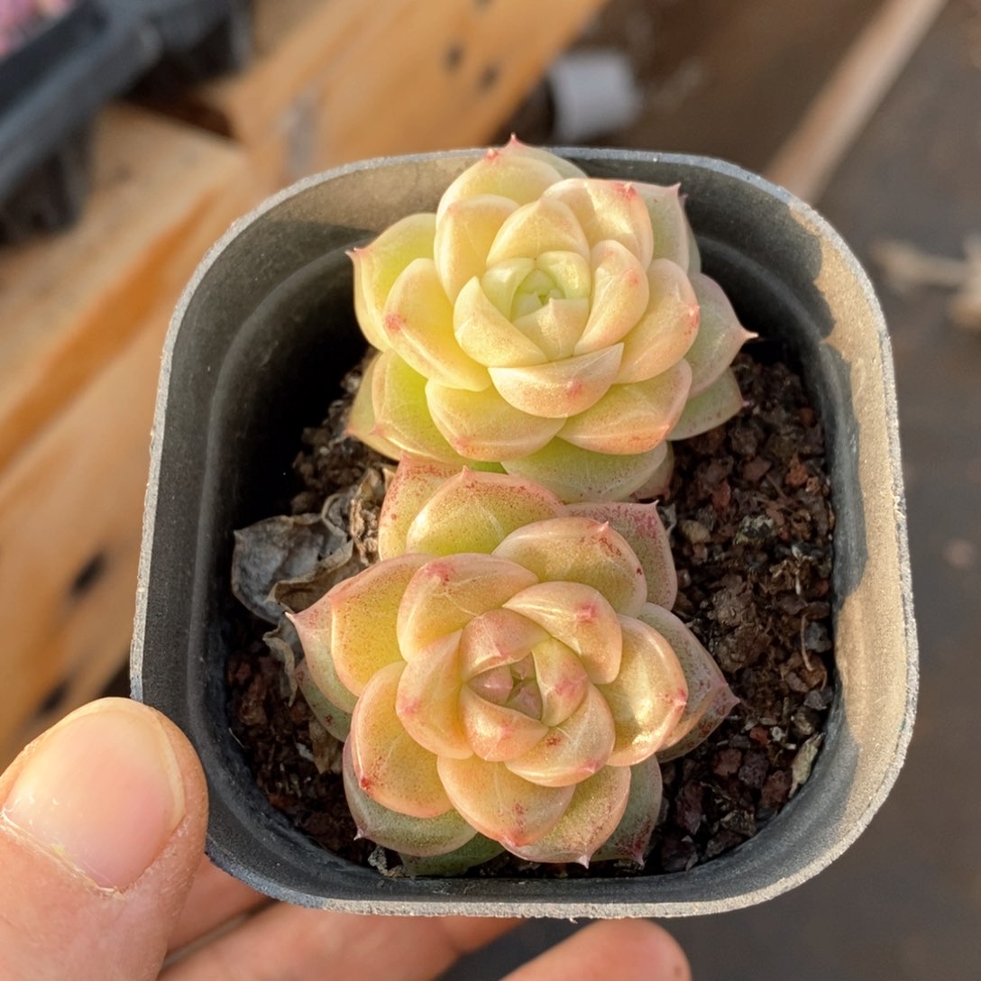 精品多肉一物一拍98