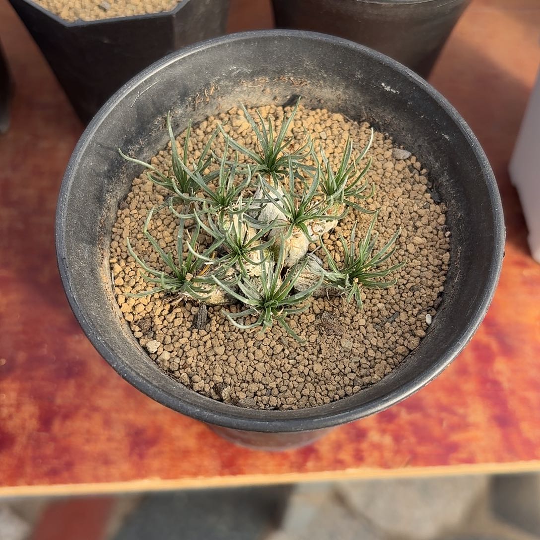 林***姐迷你海葱群仙人球423