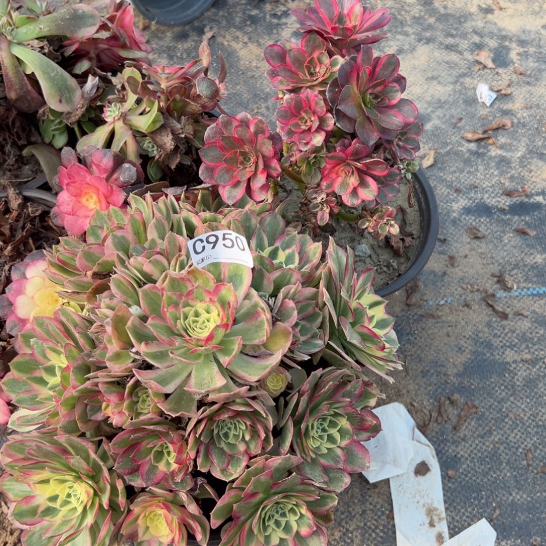 ****人950四颗组合多肉植物法师