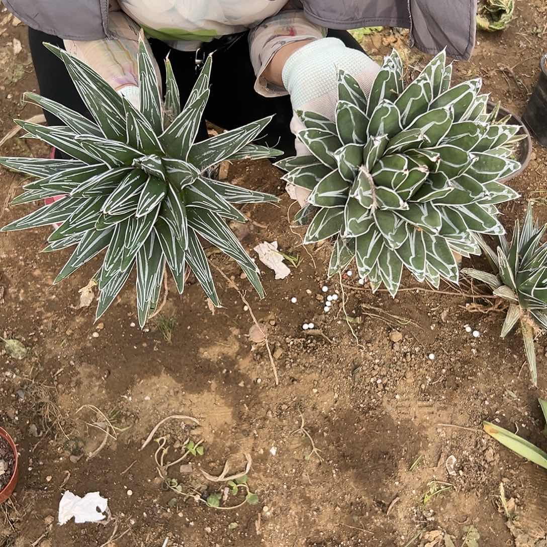 多肉植物多肉植物