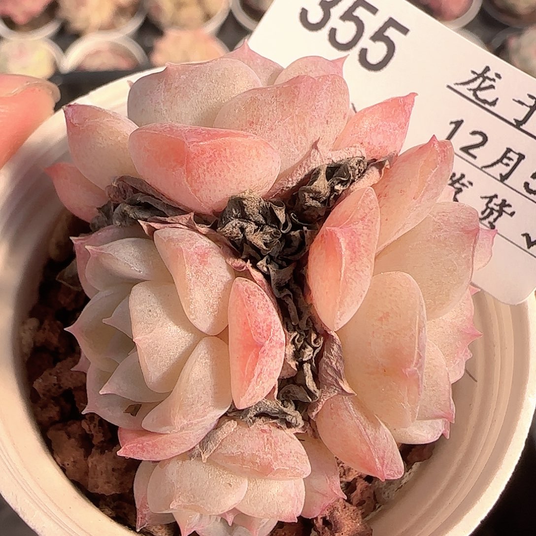 多肉1205-355纯爱