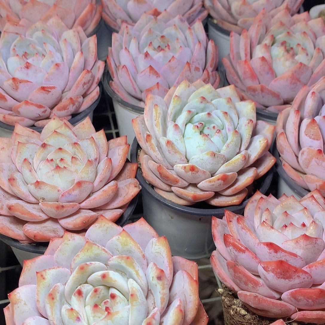 雪茶4566788999000000