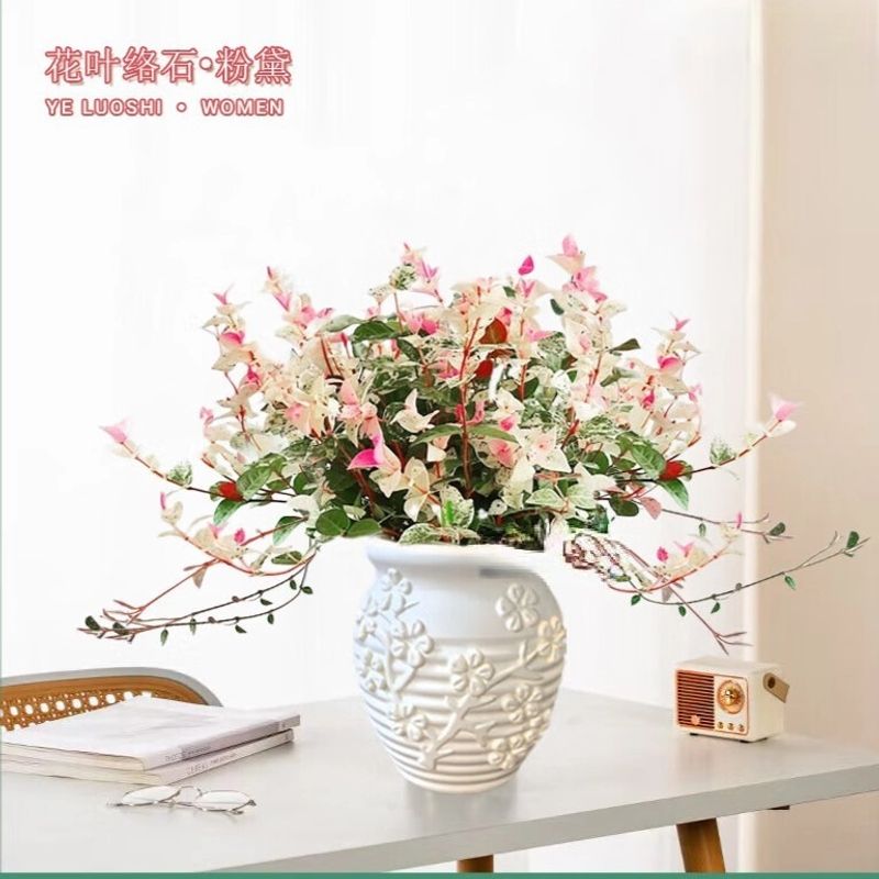 【带盆栽好】花叶络石盆栽室内四季五彩花卉好养绿植适合阳台办公室
