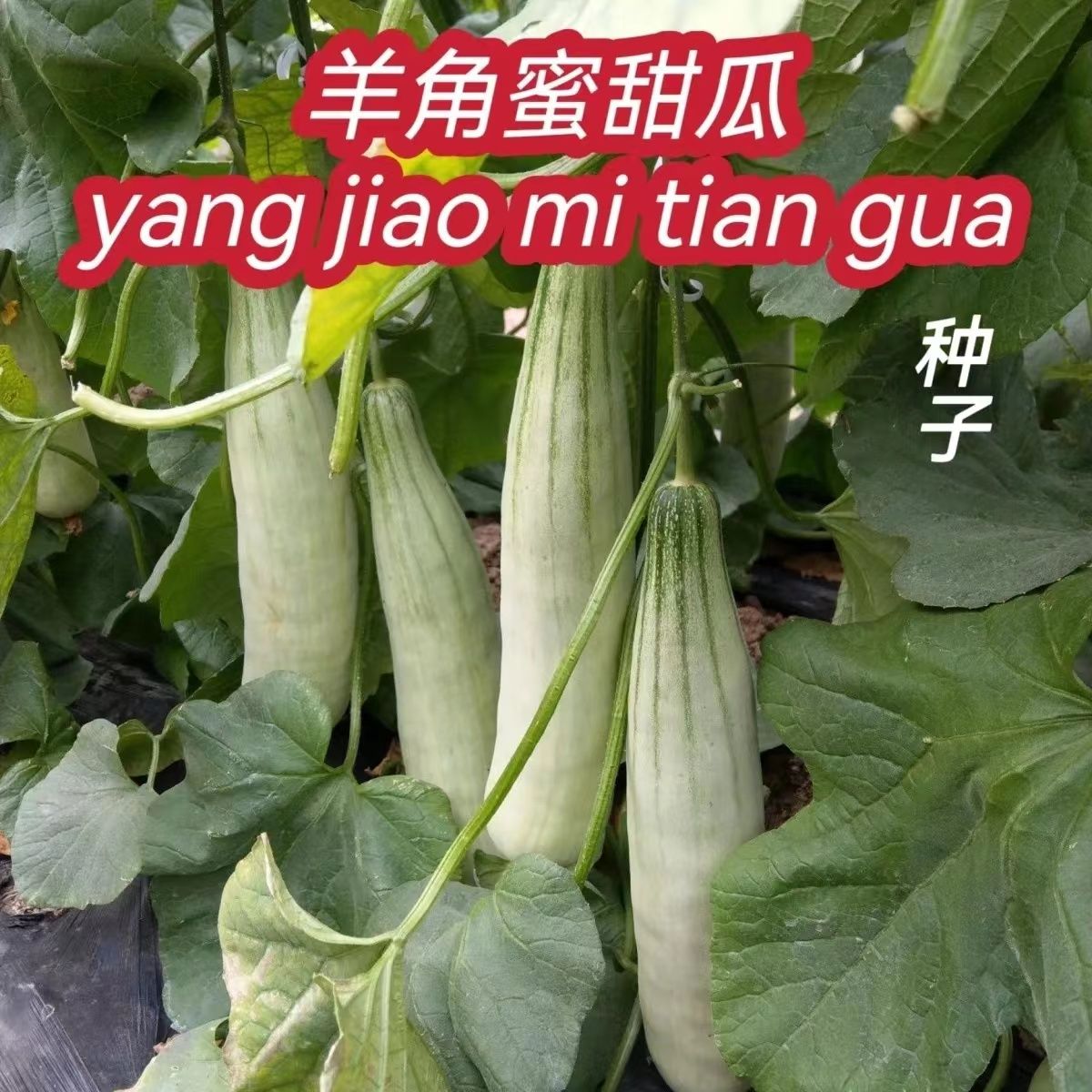 羊角蜜甜瓜种子蔬菜四季水果种子绿宝石瓜种子甜掉牙香瓜种子