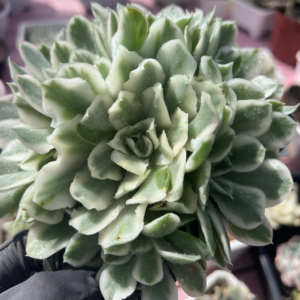 紫蝴蝶锦，无砍手捧群