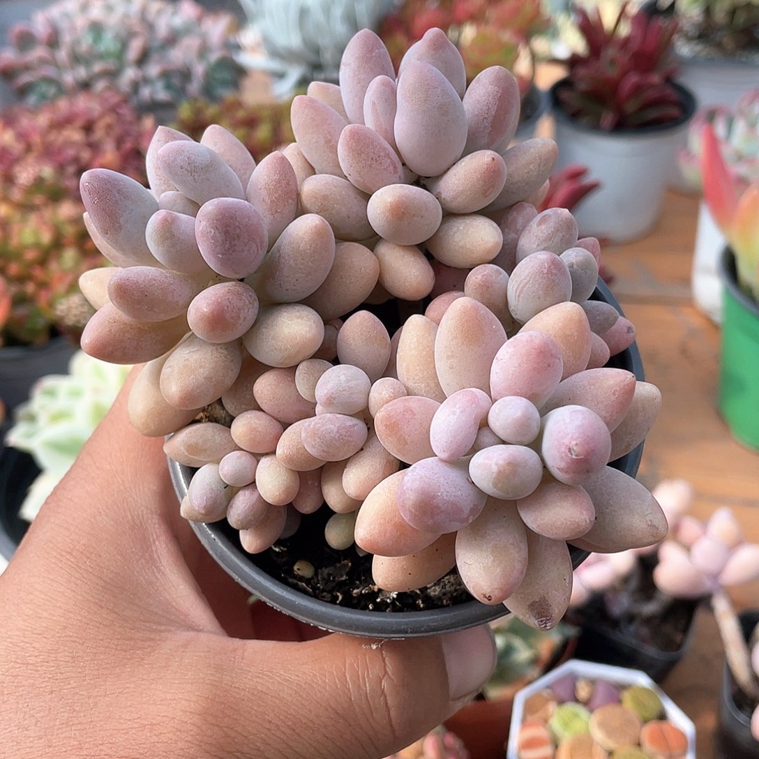 粉色恋人多肉带盆发货