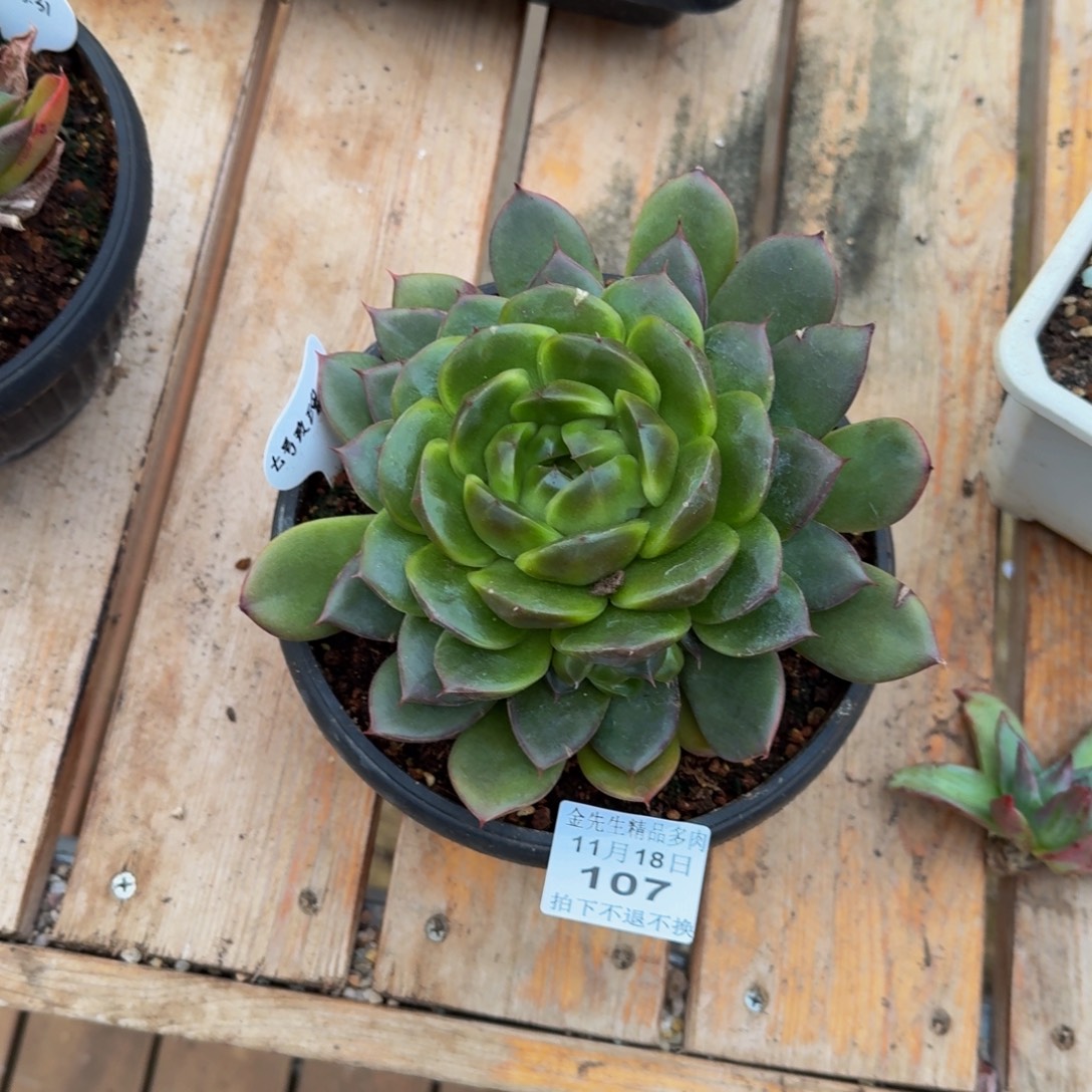 *****1118-107比耶拉珍妮