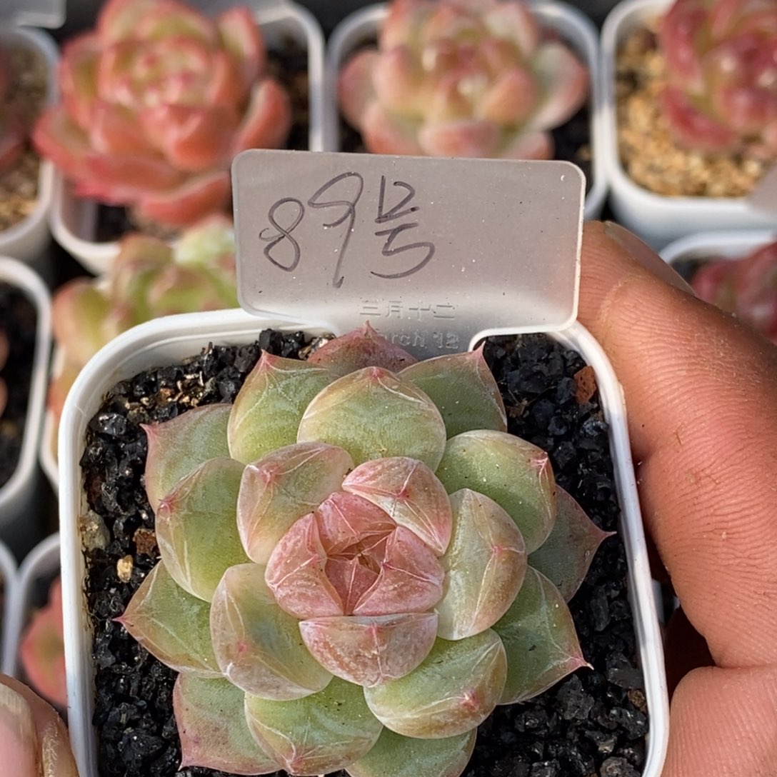 天官赐福百无禁忌