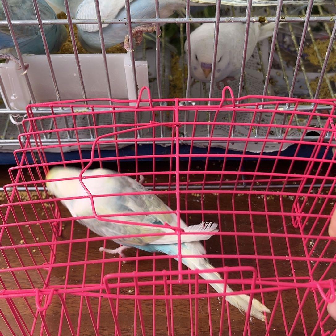 虎皮鹦鹉金彩鹦鹉