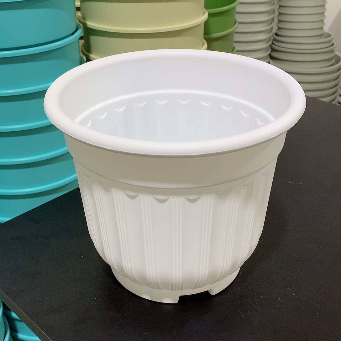 树脂罗马口21白5个无托