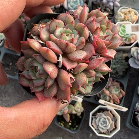 275笨吧多肉植物多