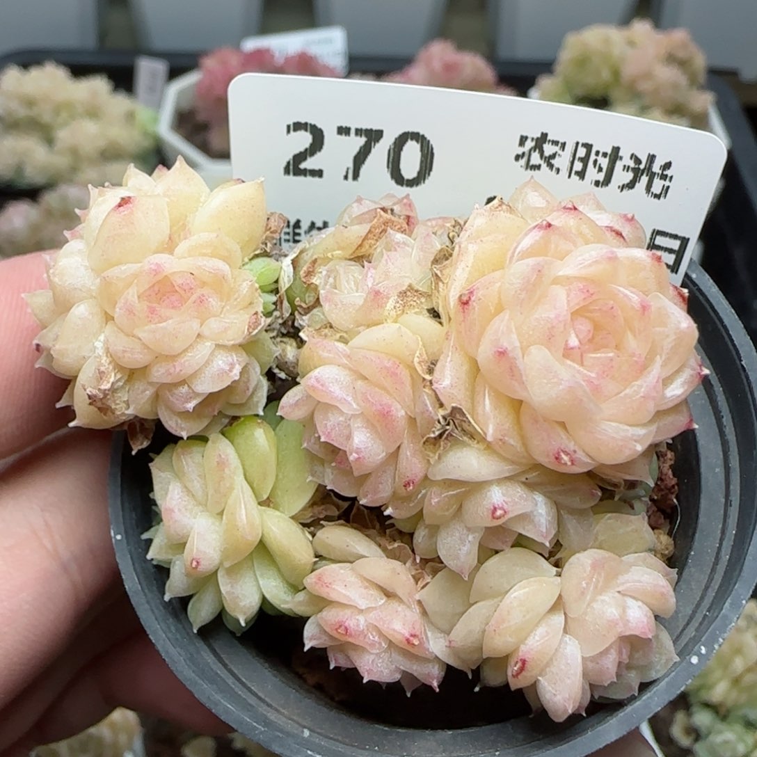 0213-270粉透麦秆