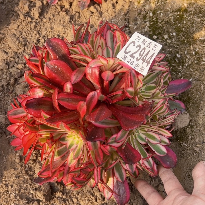 黑铜壶多肉植物法师2944