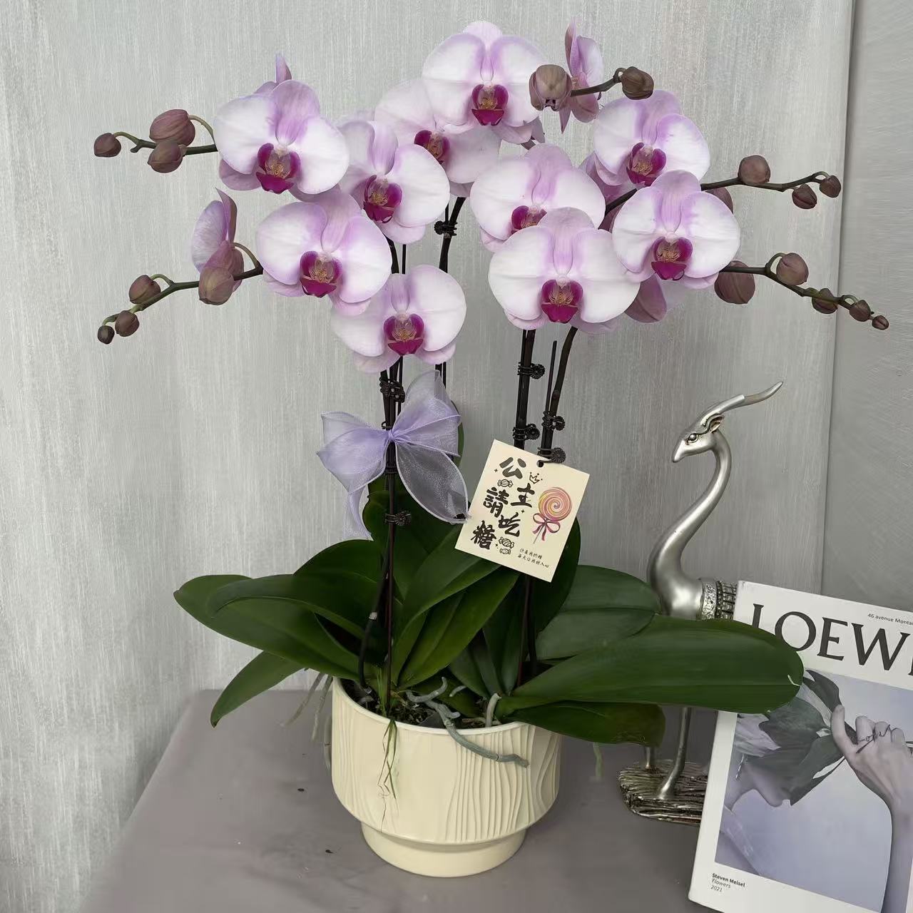 《西滨哈尼》3.0加高寸杯精品蝴蝶兰  轻奢高级 室内花花