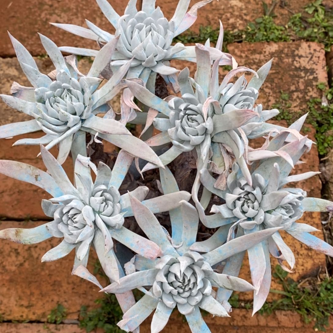 流丹大群漂亮一颗