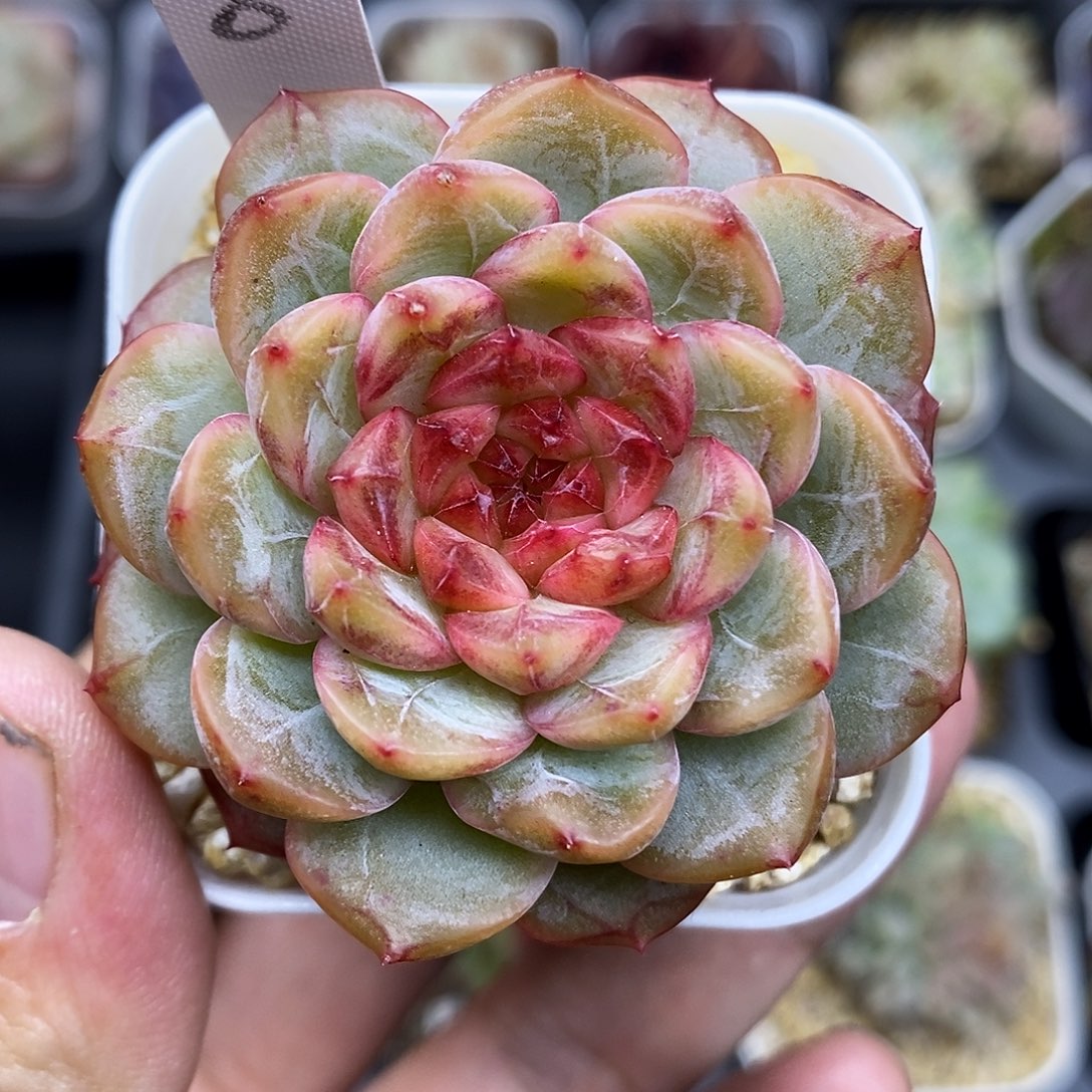 葡萄珍妮5厘米盆多肉植物