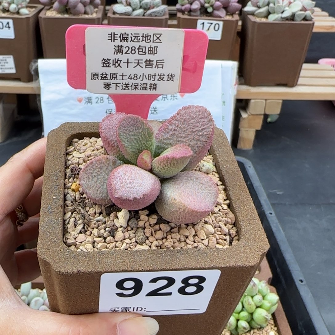 928赛猪肝多肉植物