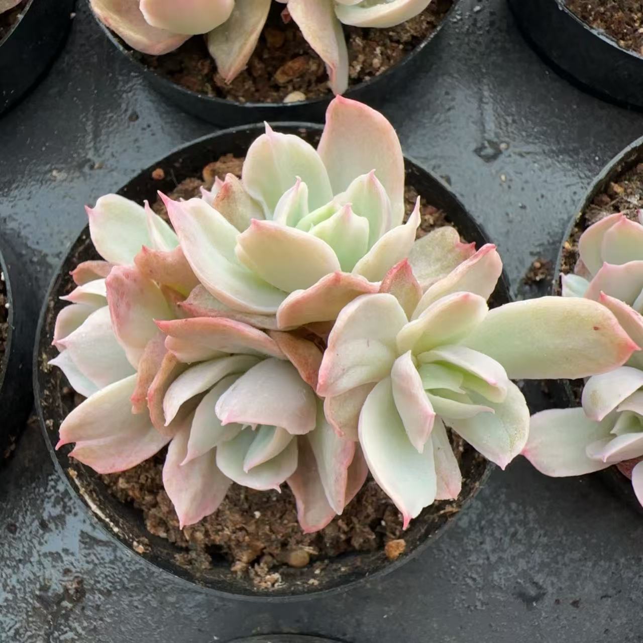 群生伯克利杂石化锦（5cm）脱土金先生精品多肉