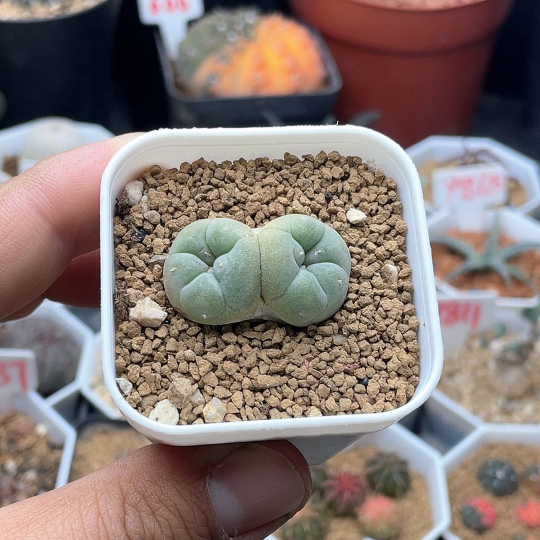 实生双头海鲜仙人球多肉