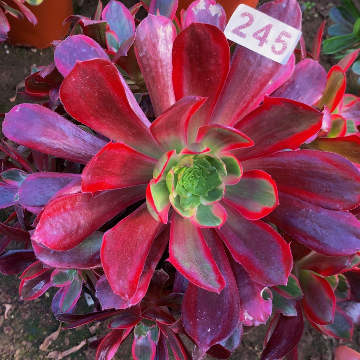 【闪购商品】245赤霞飞多肉