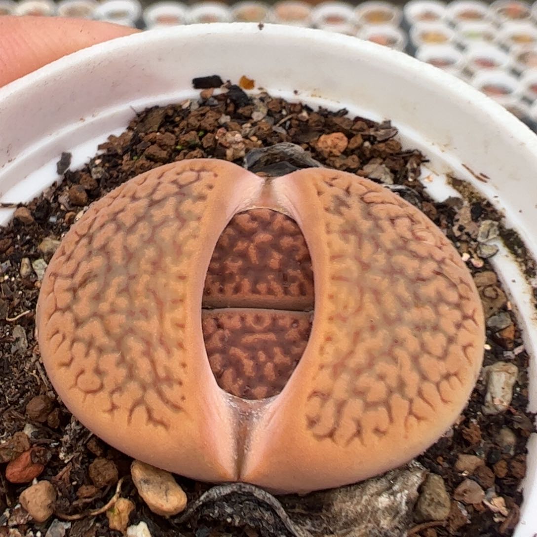 多肉植物百科326