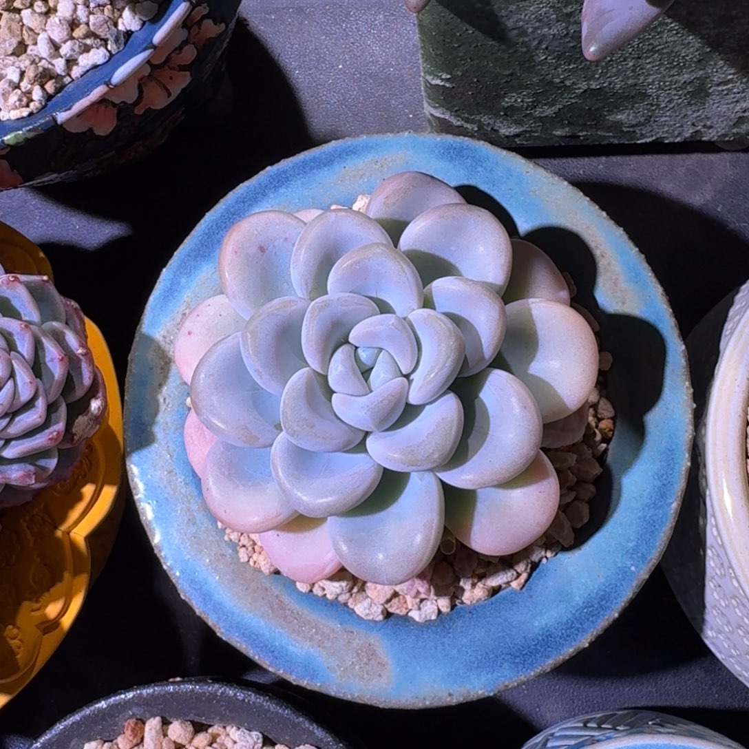 玉麒麟 单头  一物一拍