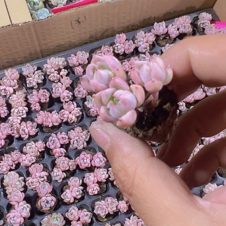 霜花精品多肉植物