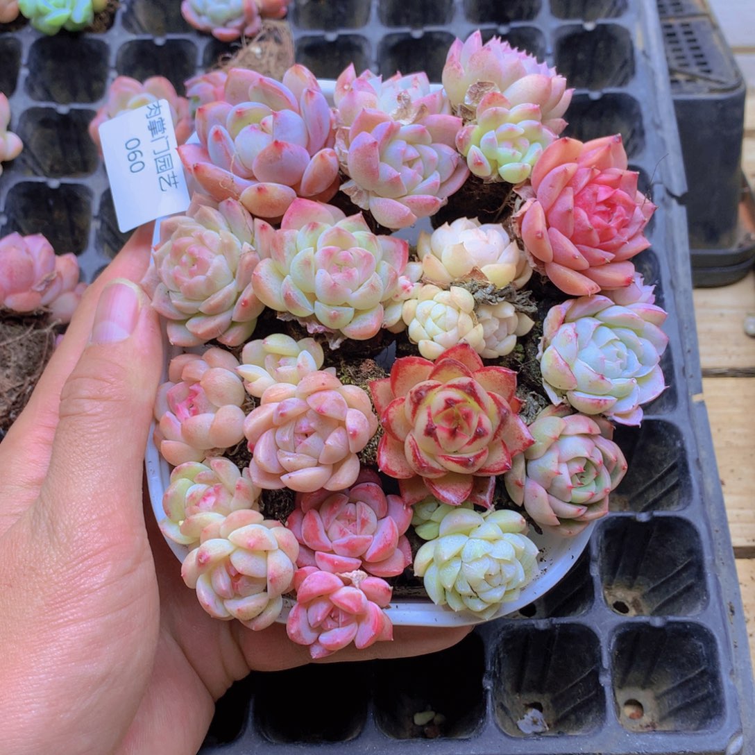 我要去看你了啊060