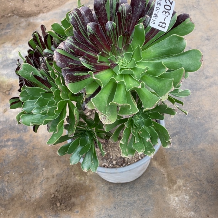 欧***耶802墨拉丝多肉1234457duorou 