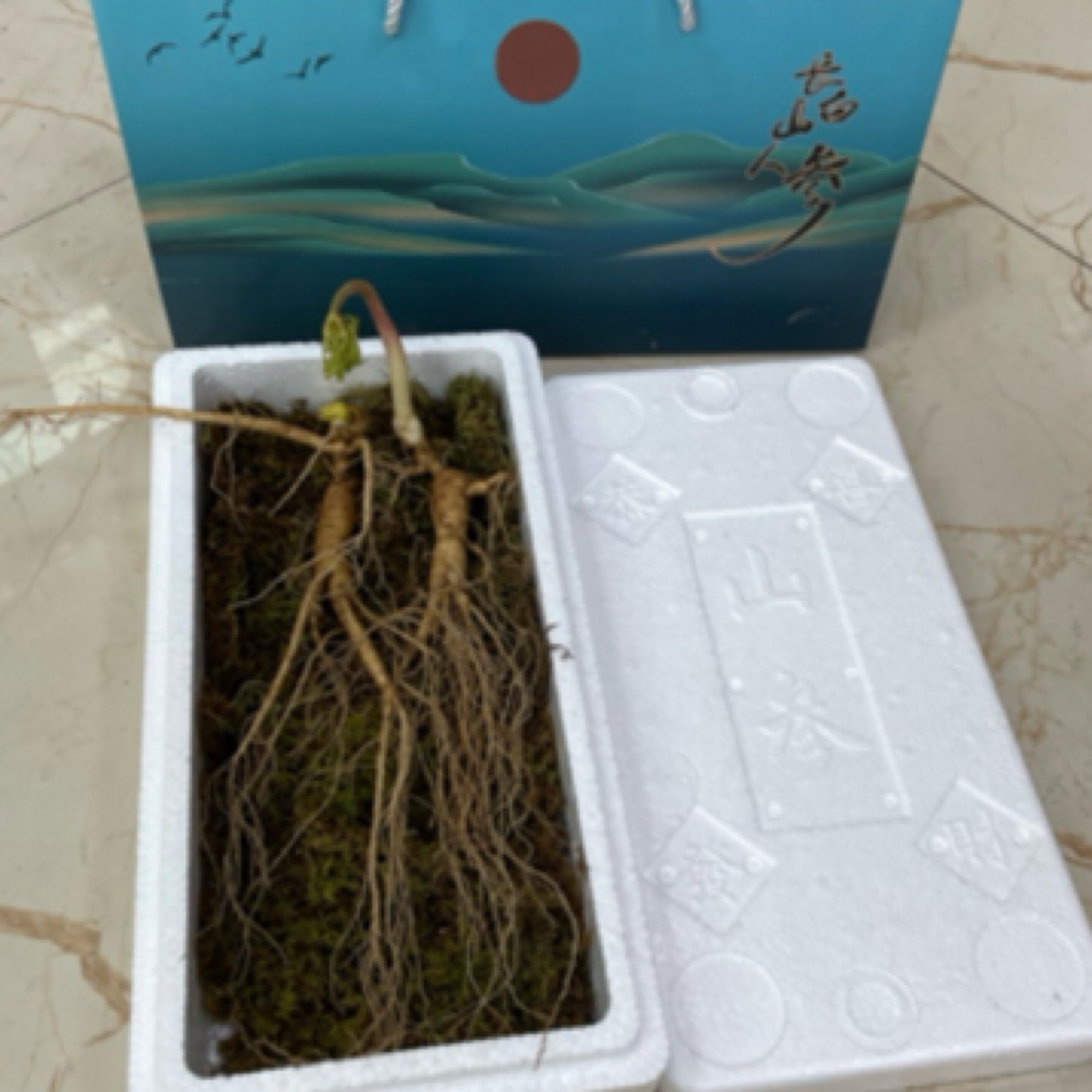 长白山新鲜林下参 双支礼盒装 煲汤 泡酒 泡水