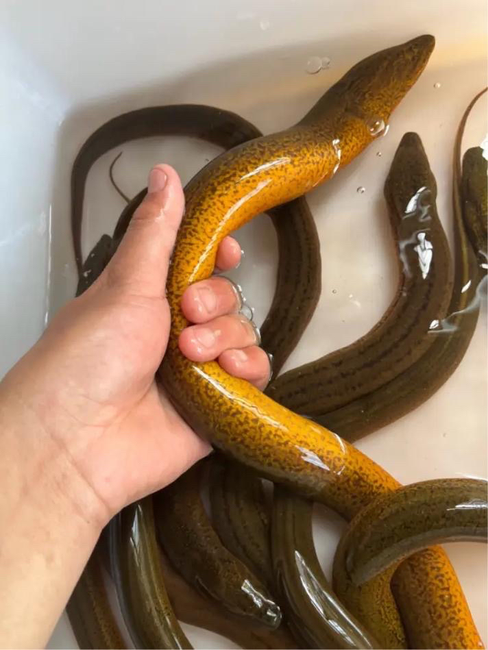 稻田土黄鳝新鲜黄鳝活发包邮顺丰到家