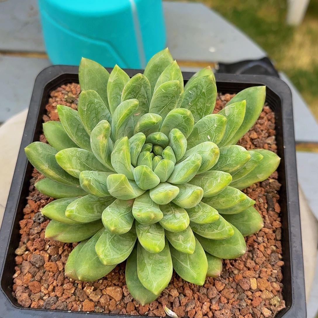 戴啦一颗竞拍价格