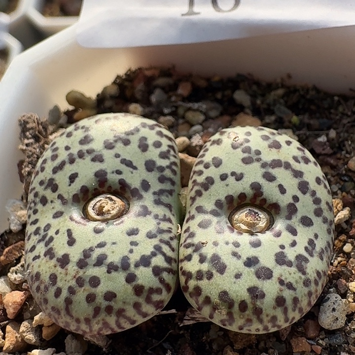 16 大黑点泡泡安贞。 