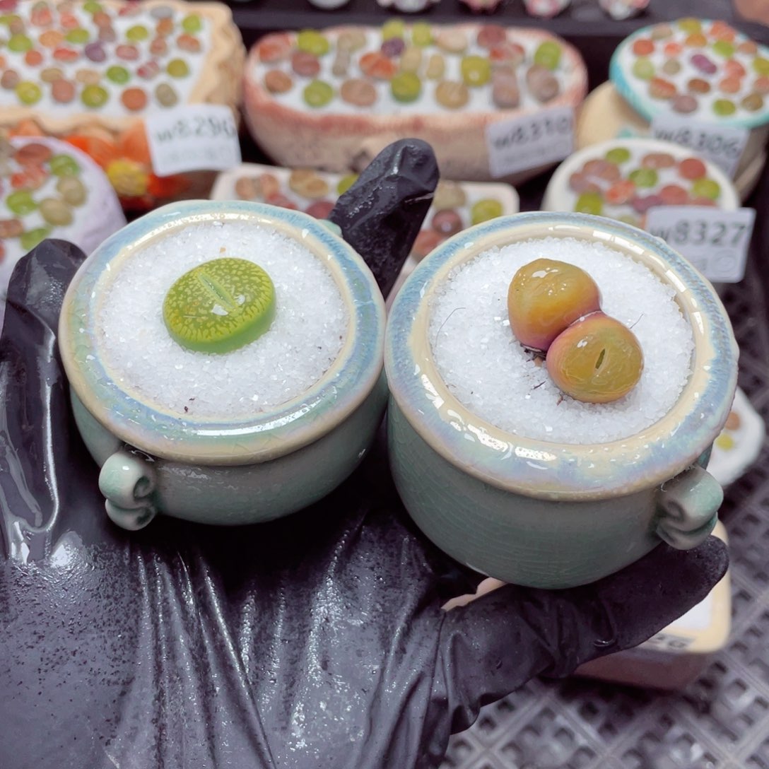 w8330 带盆土发货-零下地区拍保温箱