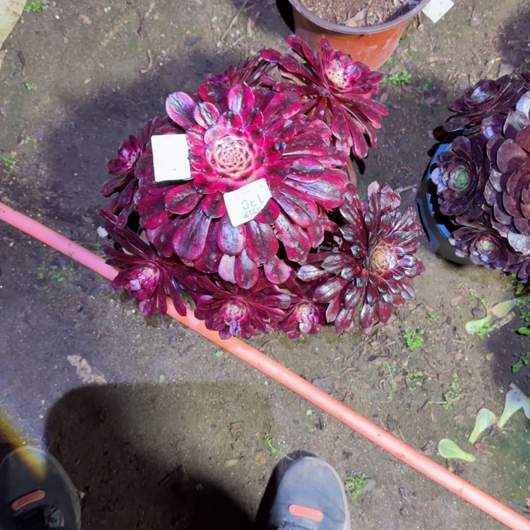 美姬法师多肉130