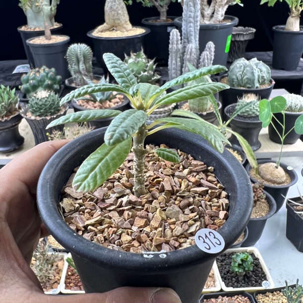 泡泡叶巨琉桑扦插带盆发