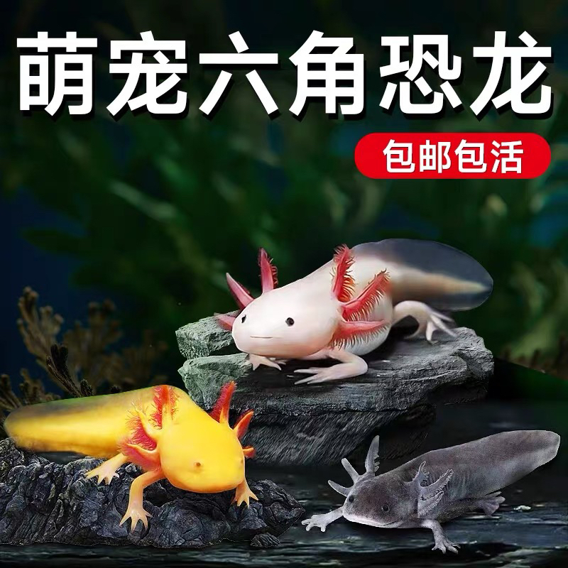 六角恐龙鱼冷水鱼蝾螈淡水好养观赏鱼宠物活体自来水可