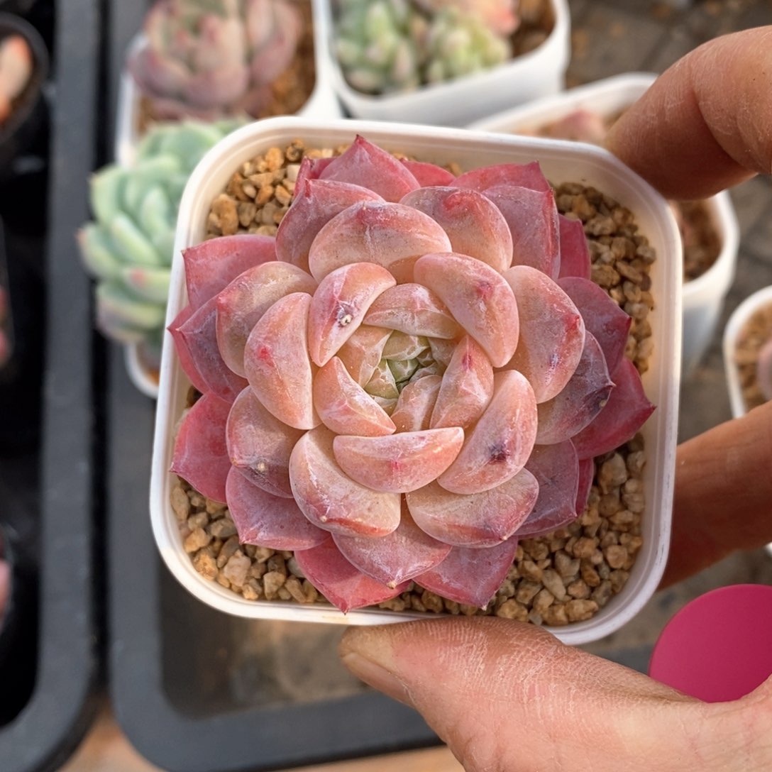 精品多肉一物一拍不包整197