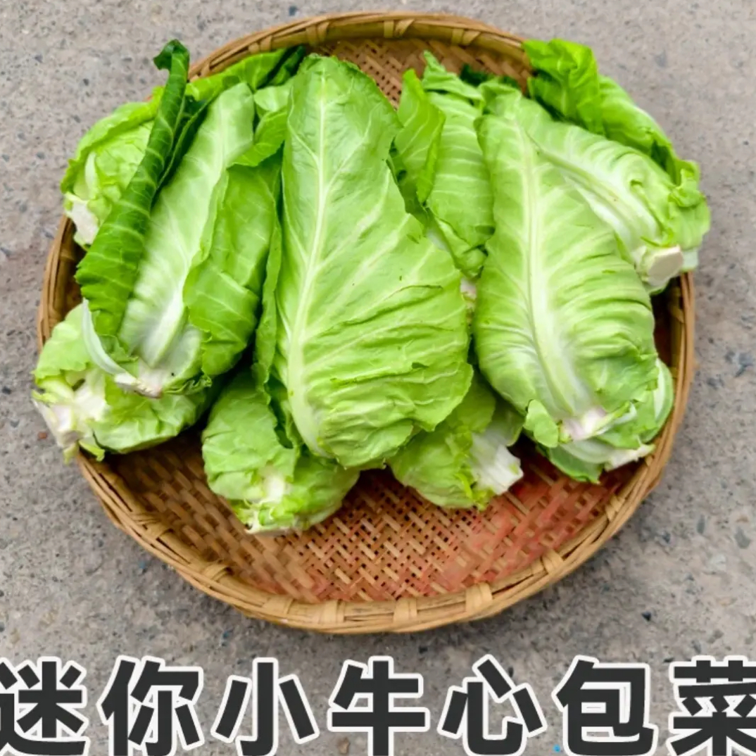 新鲜牛心菜脆甜绿甘蓝手撕卷心菜现摘莲花白菜尖包菜当季农家蔬菜