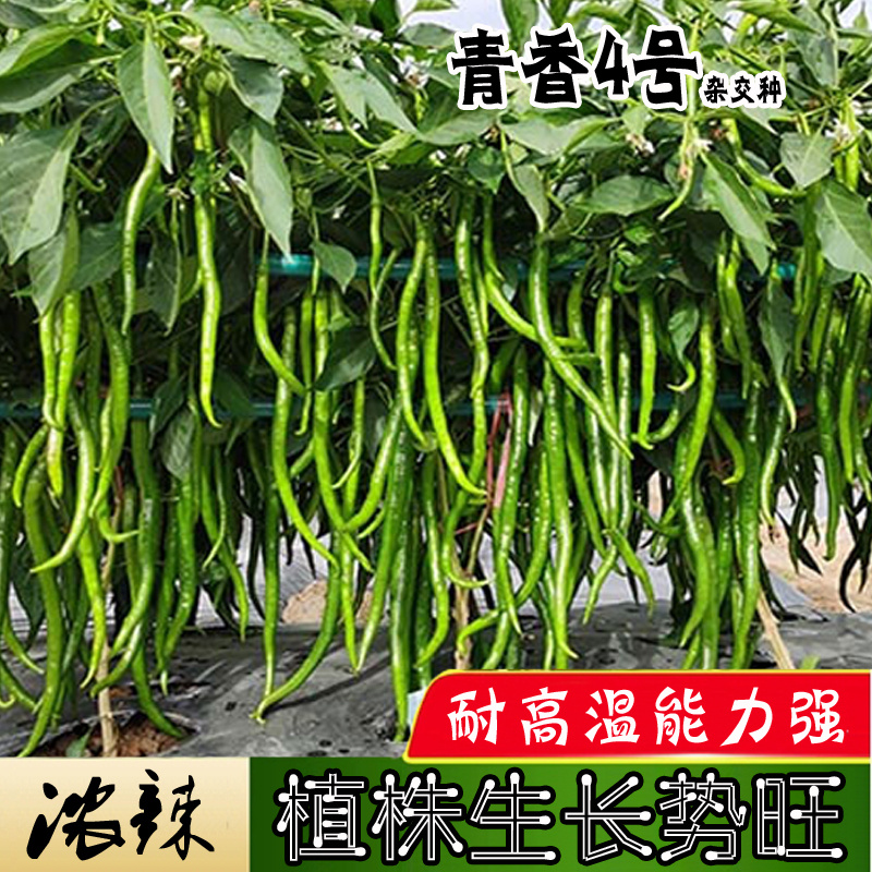 博辣青香4号辣椒种子辣味浓耐高温挂果多顺直亮丽线辣椒种籽孑