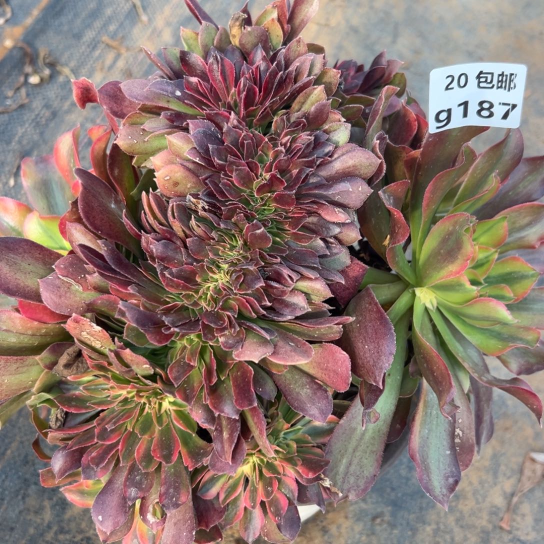 187红秀缀，满20包邮嘟叮熊